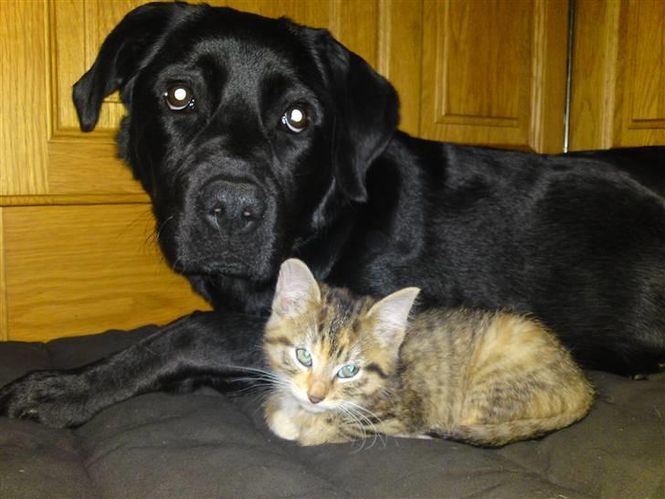 Huskat Minnie "Død" - Putter lige sammen med Bella. :o) billede 13