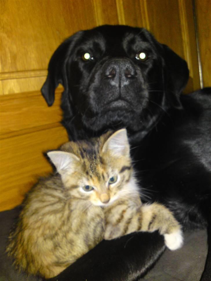 Huskat Minnie "Død" - Er vi ikke bare søde? ;o) billede 14