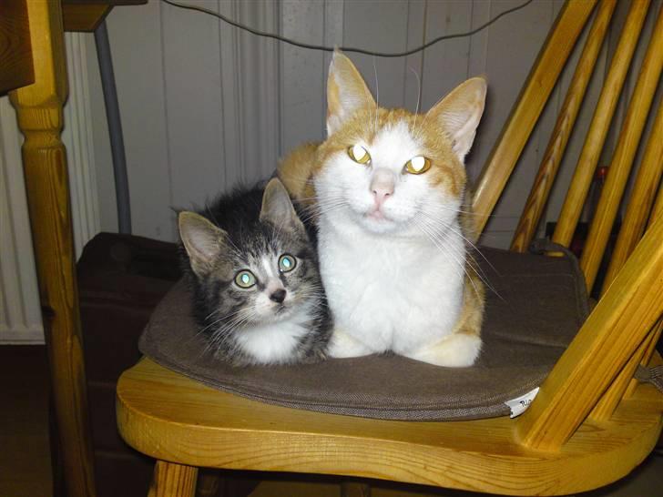 Blanding af racer Tarzan (DØD D. 15/9 - 09) - Tarzan putter sammen med Pjuske. :o) billede 13