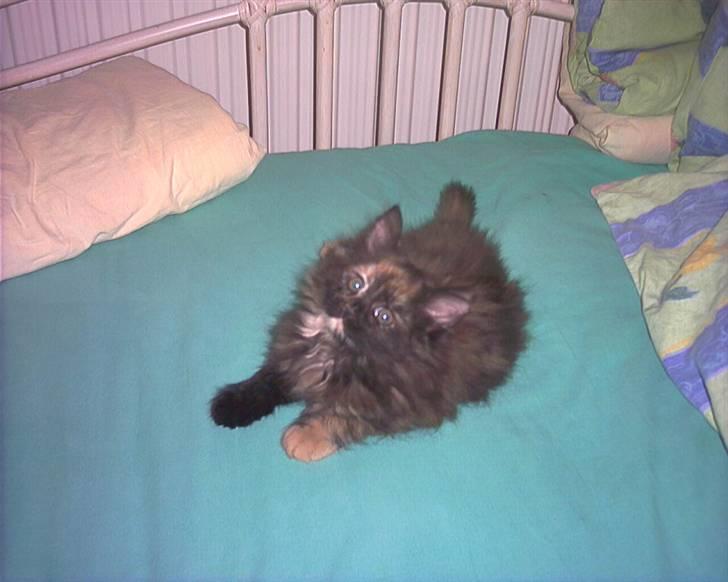 Huskat fluffy billede 2