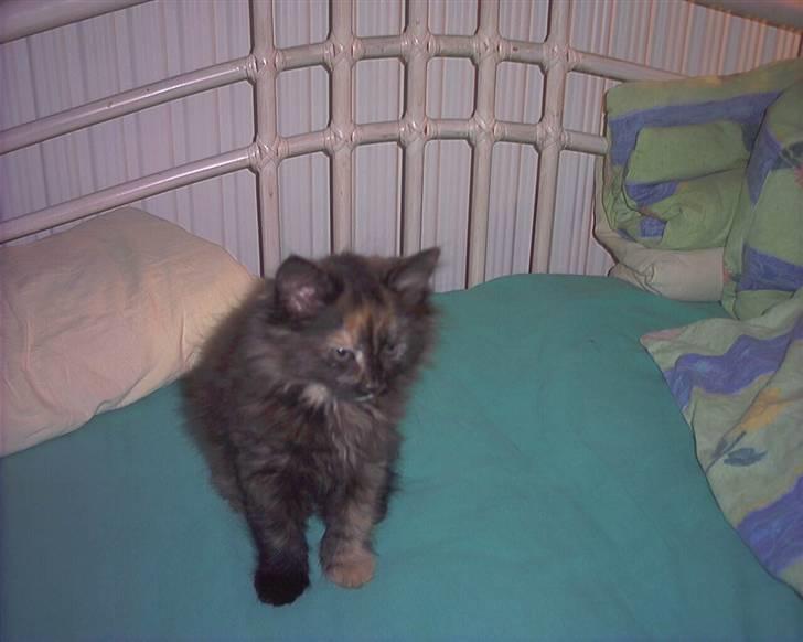 Huskat fluffy billede 3