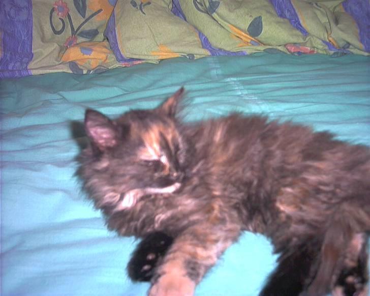 Huskat fluffy - jeg er så trat kan vi ikke vente med at lege model? billede 4