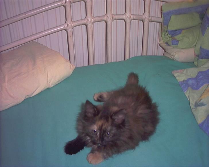 Huskat fluffy billede 5