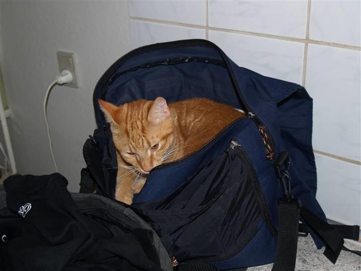 Huskat Henning (død 28 dec 09) - Henning i Karinas skoletaske.  billede 16