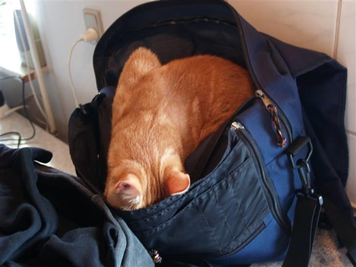 Huskat Henning (død 28 dec 09) - Hvad er der i den her lomme ?  billede 17