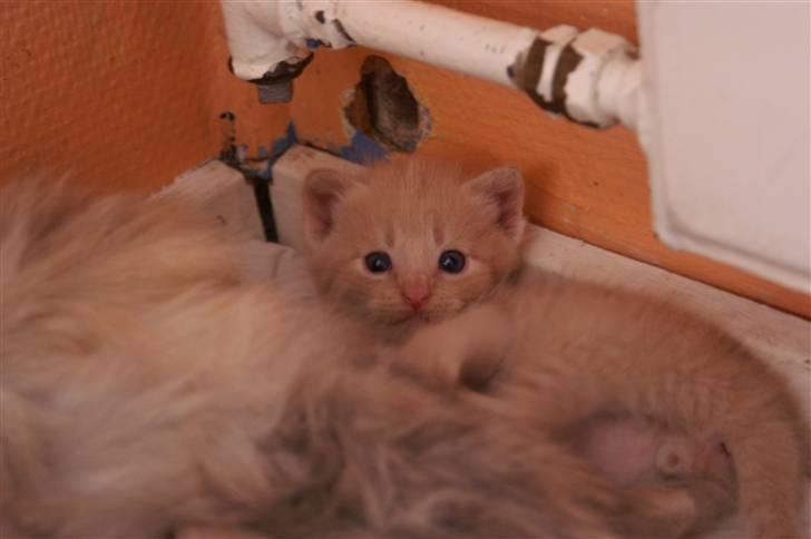 Huskat fiphie rød hun kat :D - hej hej tak for kikket og smid GERNE en kommentar billede 7