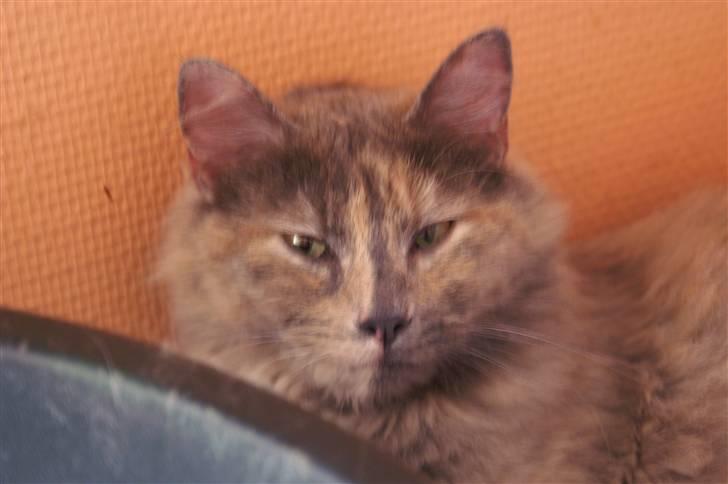 Blanding af racer blue - hehe hej med dig XD billede 1