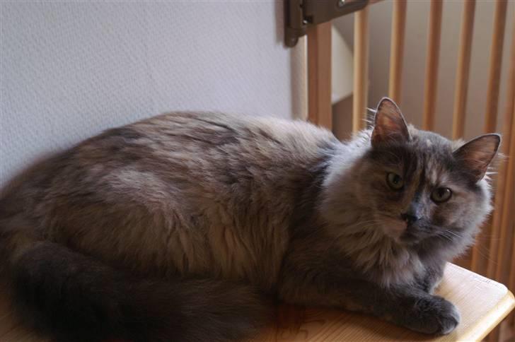 Blanding af racer blue billede 2