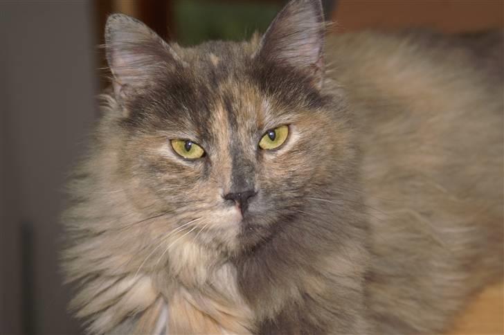 Blanding af racer blue billede 3