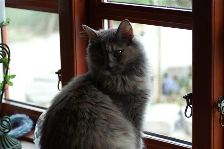 Blanding af racer blue billede 4