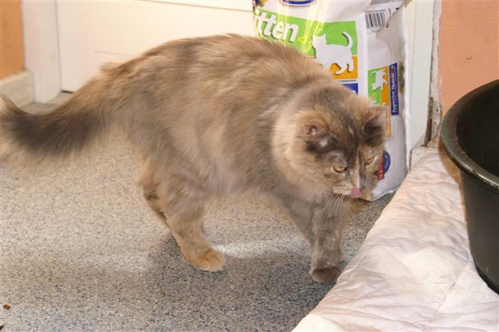 Blanding af racer blue billede 5