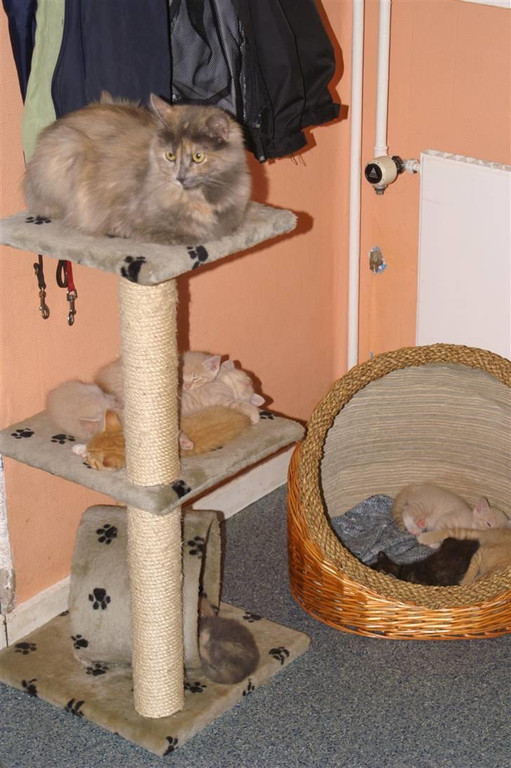 Blanding af racer blue - jeg er helt på toppen XD billede 6