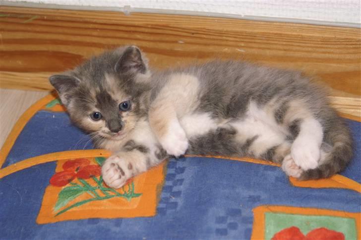 Blanding af racer blue - Blus killing (solgt) :´( billede 7