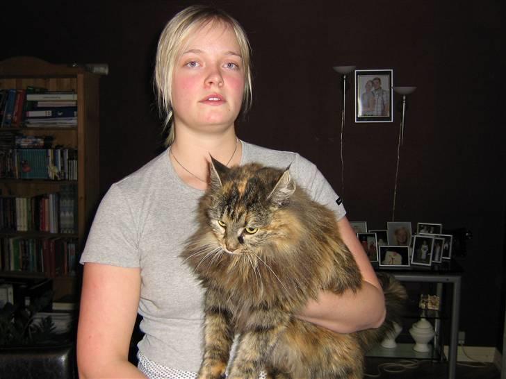 Norsk Skovkat Pjuske - velkommen, til pjuskes profil billede 1