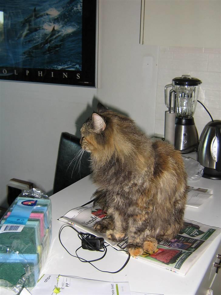 Norsk Skovkat Pjuske billede 2