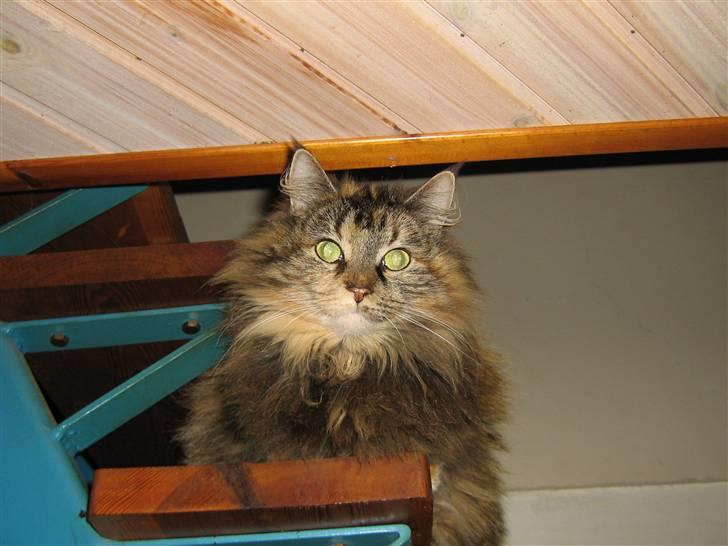 Norsk Skovkat Pjuske billede 3