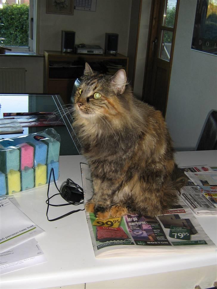 Norsk Skovkat Pjuske billede 4