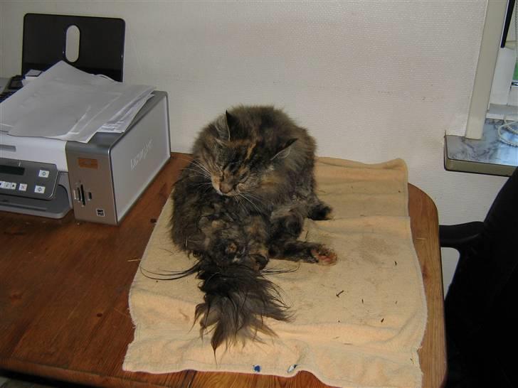 Norsk Skovkat Pjuske billede 5