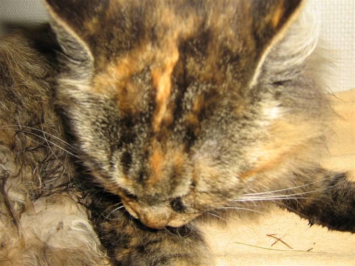 Norsk Skovkat Pjuske billede 6