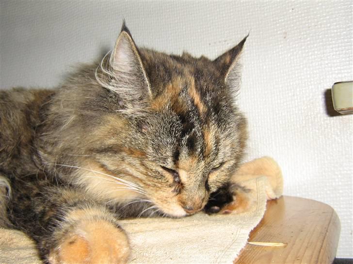 Norsk Skovkat Pjuske billede 7