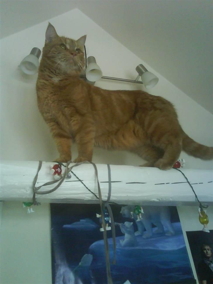 Blanding af racer Elvis billede 13