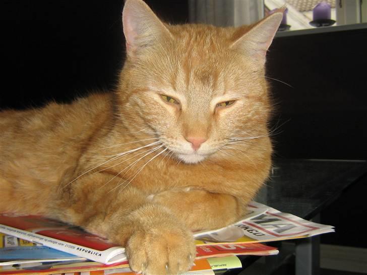 Blanding af racer Elvis billede 14