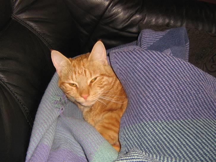 Blanding af racer Elvis billede 15