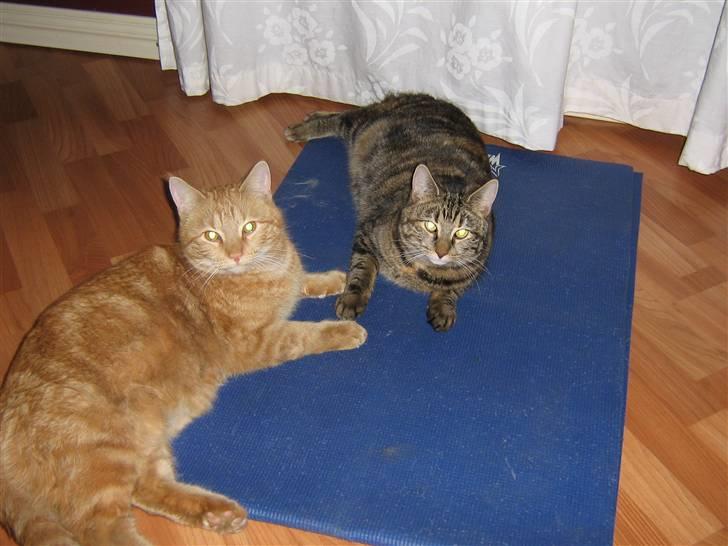 Blanding af racer Elvis billede 17