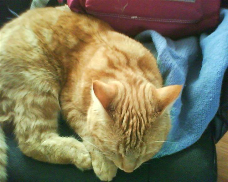 Blanding af racer Elvis billede 18