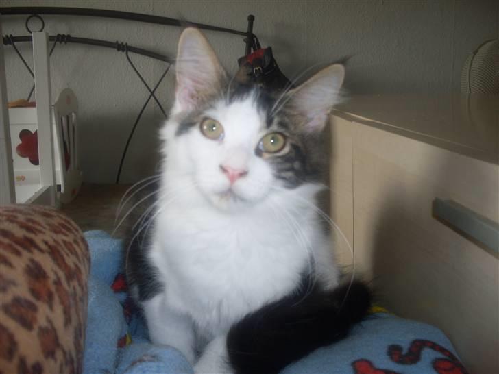 Maine Coon R.I.P smukke Basse - 12/9-09 billede 12