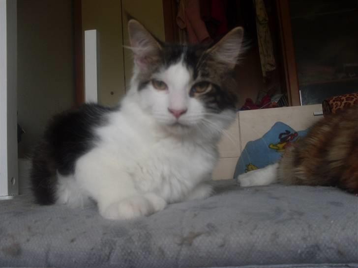 Maine Coon R.I.P smukke Basse - 12/9-09 billede 13