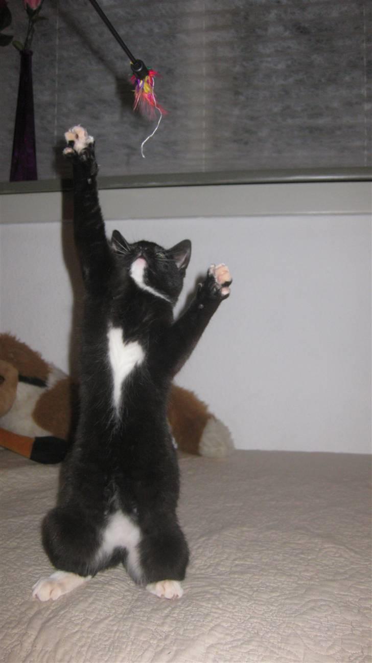 Huskat Tutu billede 3