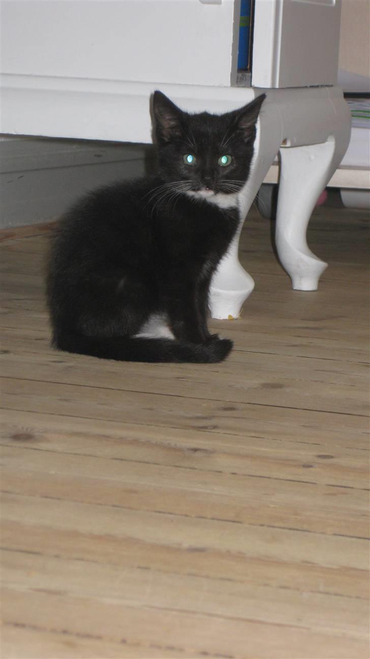 Huskat Tutu billede 5