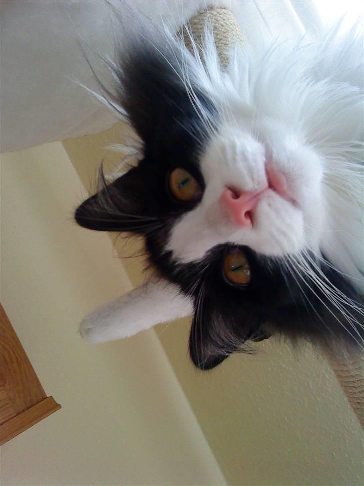 Norsk Skovkat Enya Zaphira billede 14