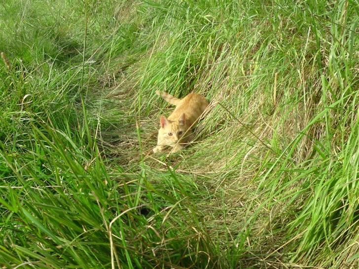 Huskat Puma billede 11