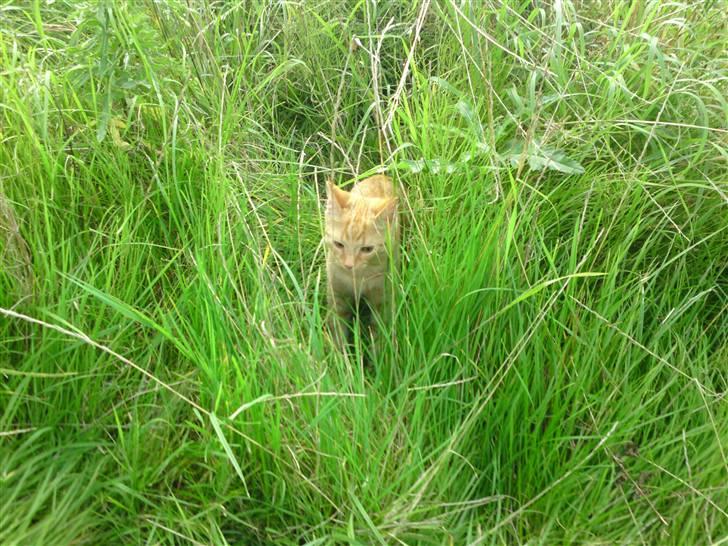 Huskat Puma billede 12