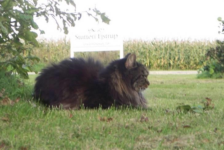 Blanding af racer Mie billede 12