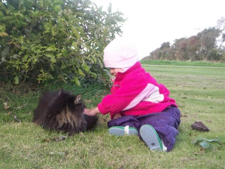 Blanding af racer Mie billede 13