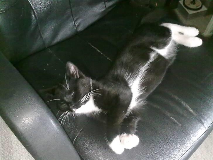 Huskat Felix - Stolen er altså min ! og jeg deler ikke, det der ikke plads til..  billede 1