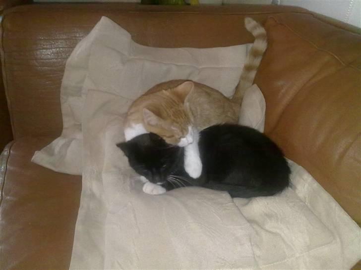 Huskat Felix - åh ha, man kan jo heller aldrig få lov til at sove i fred. billede 2