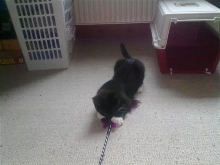 Huskat Felix billede 3