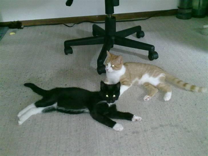 Huskat Felix billede 4