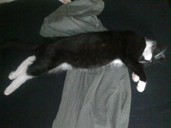 Huskat Felix billede 5