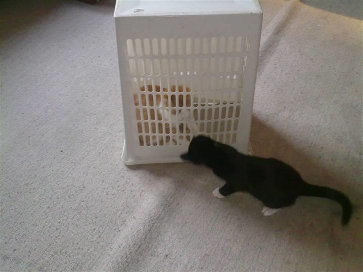 Huskat Felix billede 6