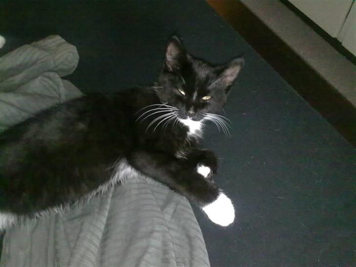 Huskat Felix billede 7