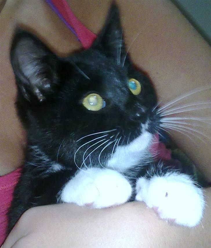 Huskat Felix billede 8