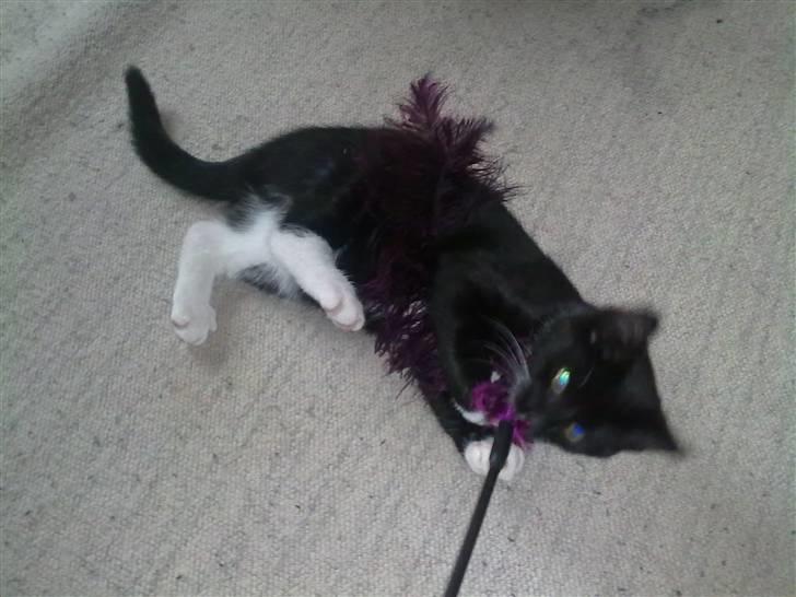 Huskat Felix billede 9