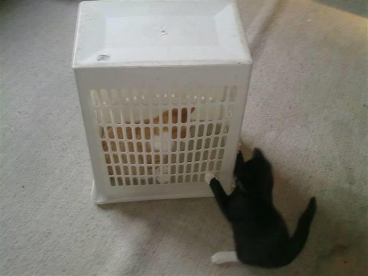 Huskat Felix - "HAHA Hugo! lær det.. " billede 10