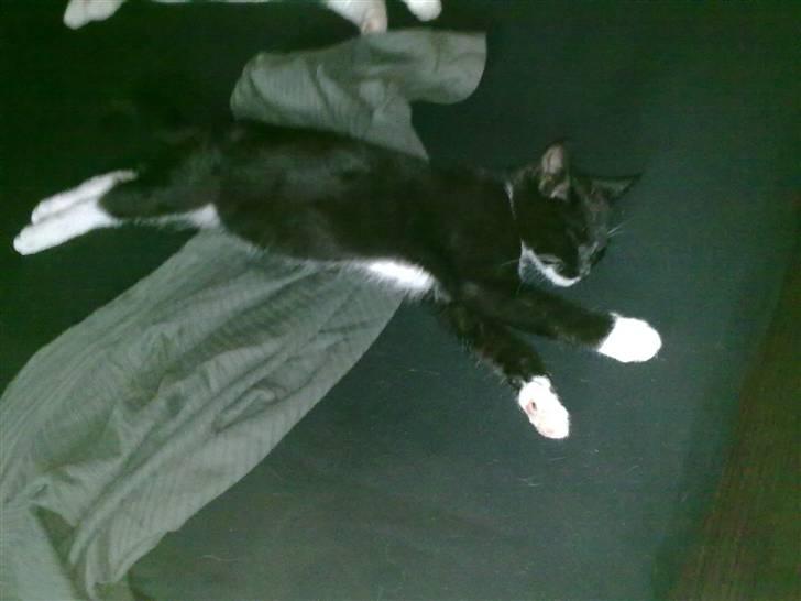 Huskat Felix billede 11