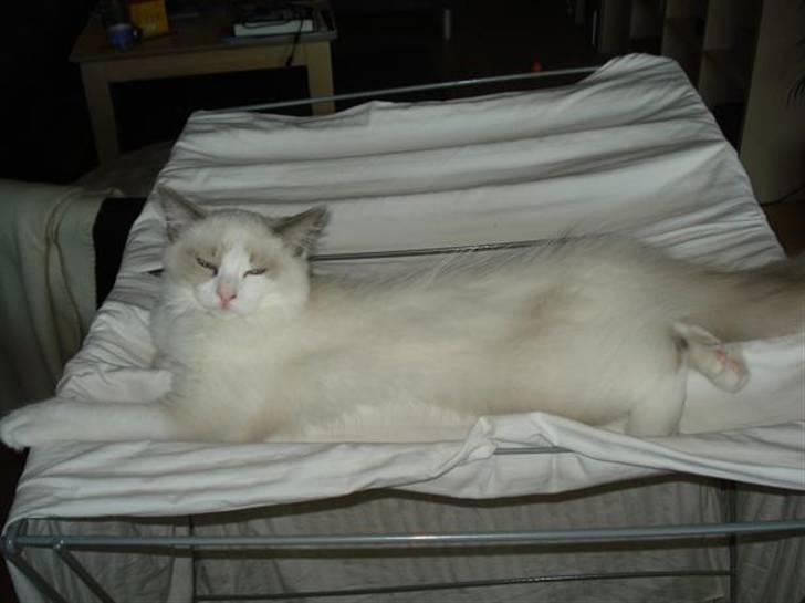 Ragdoll Chardolls Tyson (Oliver)  billede 14